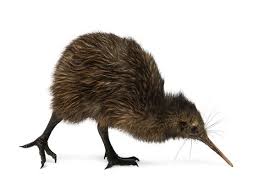 Bird With No Tail Feathers Kiwi Bird Genome Reveals How They Adapted To Nocturnal Lifestyle Kiwi Bird Birds Bird Photography