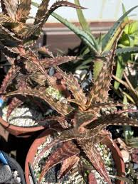 Image result for Aloe mossurilensis