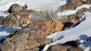 The mountain lion killed and ate the boy, and his body — hollowed out like a pumpkin — wasn't found until two days later, recounts david baron in the book beast in the garden. on that january day, lancaster became the first human killed by a mountain lion in colorado's history. Mountain Lion Sightings Attacks Unusually High In Idaho Idaho Statesman