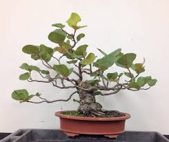 Scheffleras have a compound leaf, meaning that the leaf has more than one leaflet per petiole or stem. Sea Grape Bonsai And Some First Aid Training Adam S Art And Bonsai Blog