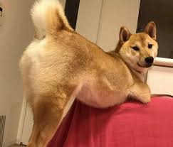 images?q=tbn:ANd9GcROyXhbGQVa4UCnXoFXpBX