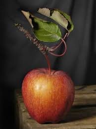 Pommes Oubliees Pommes Dessin Photographie De Fruit L Art Du Fruit