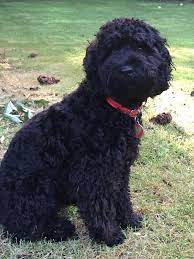 Sybil Our 9 Month Adorable Cockerpoo Black Cockapoo Black Labradoodle Dog Pounds