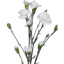 Check spelling or type a new query. Spray Carnations Bridal White Wholesale Flowers Florist Supplies Uk