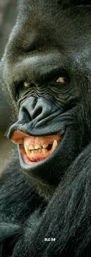 The Look On Your Face When U Know Ur Car Is Faster Animals Animals Beautiful Animals Wild