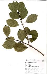 Image result for Mimusops obtusifolia