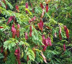 Image result for Acacia amythethophylla