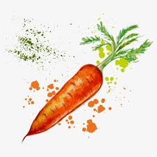 Aquarelle De Legumes Le Vecteur De Legumes Legumes Dessin De Legumes Carottes Le Vecteur De La Carotte Aquarelle De Dessin Legumes Dessin Fruits Dessin Aliment