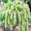 Hopefully, these indoor plant decor ideas have given you a little bit of inspiration for your home. 1