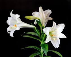 New Friends White Lily Flower Easter Lily Easter Lily Flower