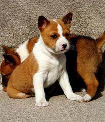 Basenji Puppy Basenji Puppy Puppies Yorkshire Terrier Puppies