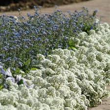Maybe you would like to learn more about one of these? Clear Crystal White Alyssum