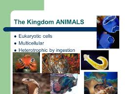 We did not find results for: The Kingdom Animals Eukaryotic Cells Multicellular Heterotrophic By Ingestion Ppt Download