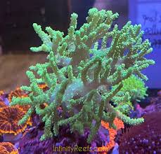 Image result for Scleria sobolifer