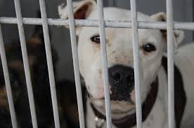 Please note, these dogs are from rescues and shelters nationwide and are not available through the aspca. Paws Pet Ranch Animals Ready For Release Or Adoption County Of San Bernardino Countywire