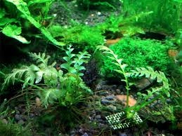 Image result for Crepidomanes