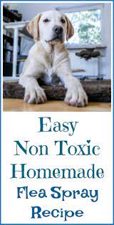 Homemade Flea Spray For House With Essential Oils Organic Palace Queen Homemade Flea Spray Flea Spray For House Flea Spray