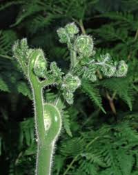 Image result for Hypolepis