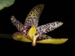Image result for Bulbophyllum kivuense