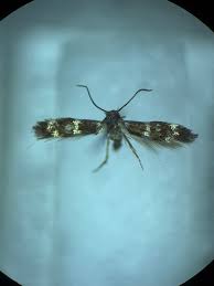 Image result for Multidentia exserta