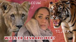 Leeuw nestor, koning van zoo antwerpen, maakt kennis met jonge leeuwinnen kira en tasa uit twee verschillende dierentuinen. Welk Dier Is Gevaarlijker Als Het Ontsnapt De Tijger Of De Leeuw Youtube