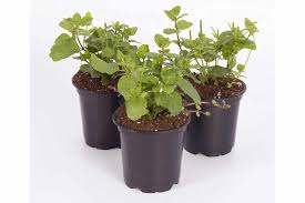 Use seeds, or propagate the spearmint plant with cuttings or rootball division. Mint Plant Care How To Grow Maintain Mint Plants Apartment Therapy