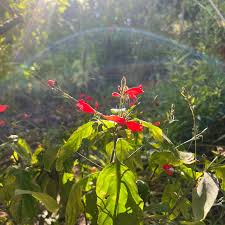 Image result for Ruellia brevifolia