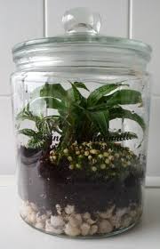 Zelf Een Terrarium Maken In Een Gesloten Bokaal Jungle Tuin Terrarium Planten Tuin