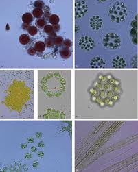 Image result for Micractis