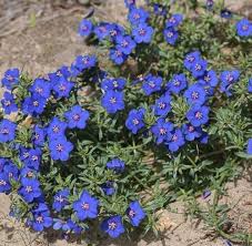 Image result for Anagallis barbata