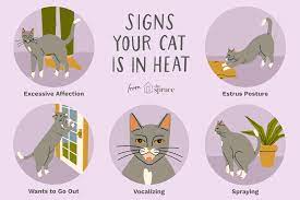 Ask a professional cat vet anytime. Signs Your Cat Is In Heat Cat In Heat Cat Spray Pregnant Cat