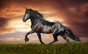Beautiful Black And Brown Horse 35 Most Beautiful Horse Pictures And Images Horse Wallpaper Most Beautiful Horses Horses