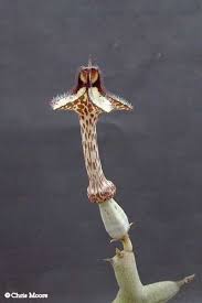 Image result for Ceropegia stenantha