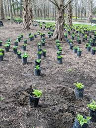 The garden requires at least six hours of sunlight a day. Planting A Garden Of Hostas The Martha Stewart Blog