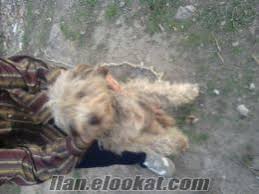Satilik Bergamasco Coban Kopegi