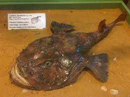 218/2009 e decisione di esecuzione (ue) 2016/1251). Lophius Piscatorius Wikipedia