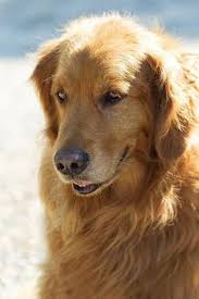 Browse thru golden retriever puppies for sale near denver, colorado, usa area listings on puppyfinder.com to find your perfect puppy. Ehedstrom Ehedstrom1 Profile Pinterest