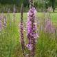 Invasive Plant Species with Liz Stevens