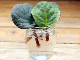 2 Ways To Root African Violets From Leaf Cuttings African Violets Gardening Tips Plants