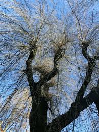 Otherwise known as 'hakuro nishiki', the dappled willow is widely grown as an ornamental plant. Weeping Willow Willow Tree Pasture Winter Tree Kahl Aesthetic Plant Nature Blatterlos Pxfuel