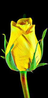 Pin By Mehek Naz On Wonderful Flower Rose Wonderful Flowers Natural Landmarks Nature