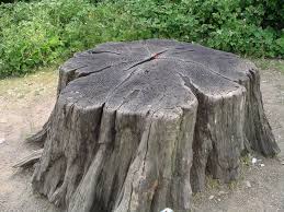The process of removing the stump is more effective in colder soil and the surrounding. Tree Stump Wikipedia