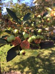 Order now for fast delivery + safe ship warranty! What S The New Alien Fungus Found On Missouri Trees