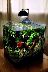 Decorate A Small Aquarium Here S A Little Inspiration 20 Ideas Isaauxvoletsbleus In 2020 Betta Fish Tank Tropical Fish Tanks Betta Aquarium