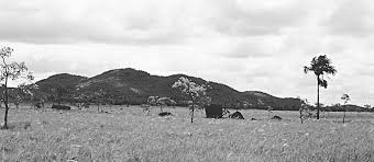 Image result for Diplacrum africanum