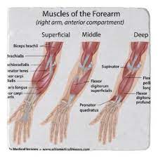 Biol 160 human anatomy and physiology. Forearm Flexor Muscles Labeled Drawing Poster Zazzle Com In 2021 Forearm Muscles Arm Muscle Anatomy Arm Muscles