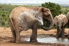 The elephant is spraying mud on the body. Image Result For Elephant Spraying Water Elephant African Elephant Elephant Love