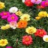 The bushy plants make attractive hedge or border. 1