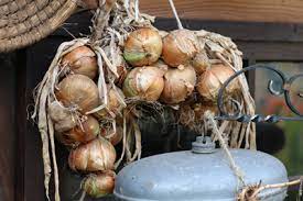 Die erntezeit für die zwiebeln hängt davon ab, wann man diese gepflanzt hat. Zwiebeln Ernten Und Lagern Die Richtige Erntezeit Gartendialog De