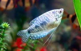 I hope you guys enjoy! Bettas Gourami Paradise Fish For Sale Online Azgardens Com